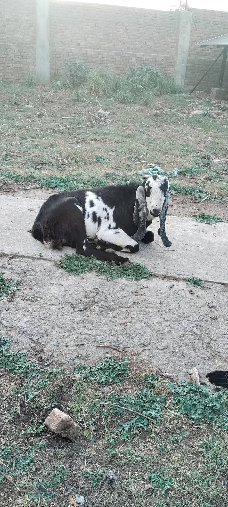 Bakra 4