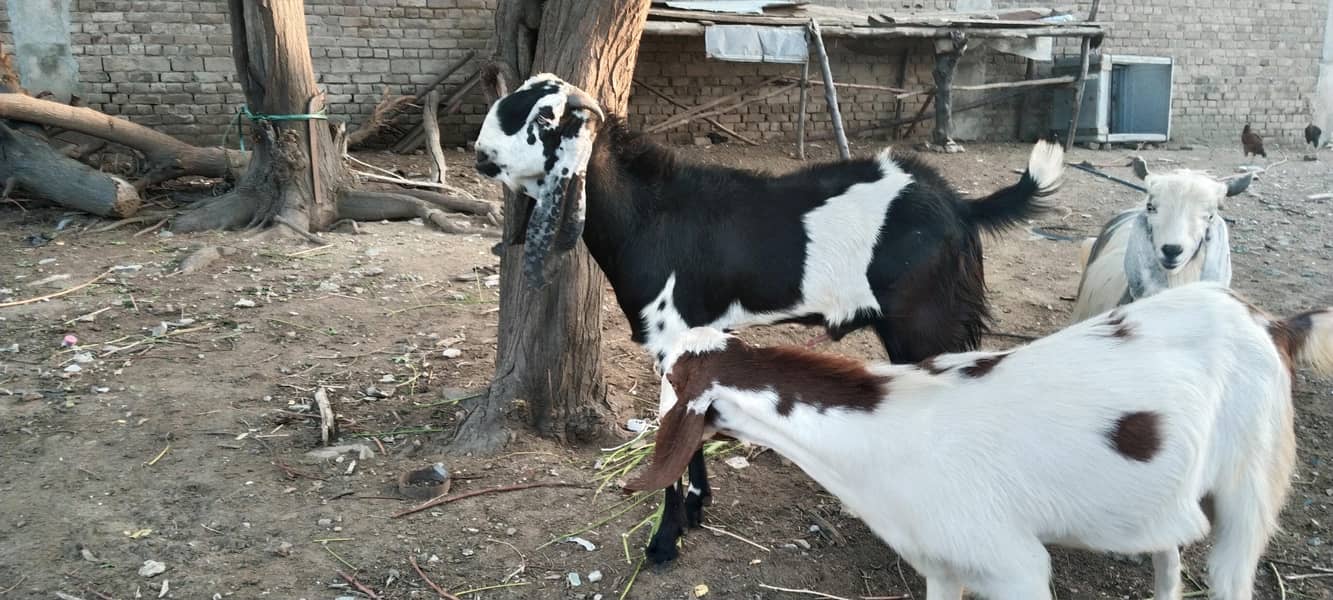 Bakra 6