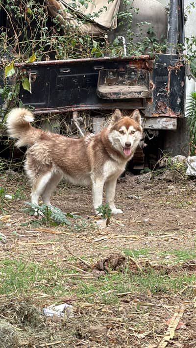Pure husky female age 9 months