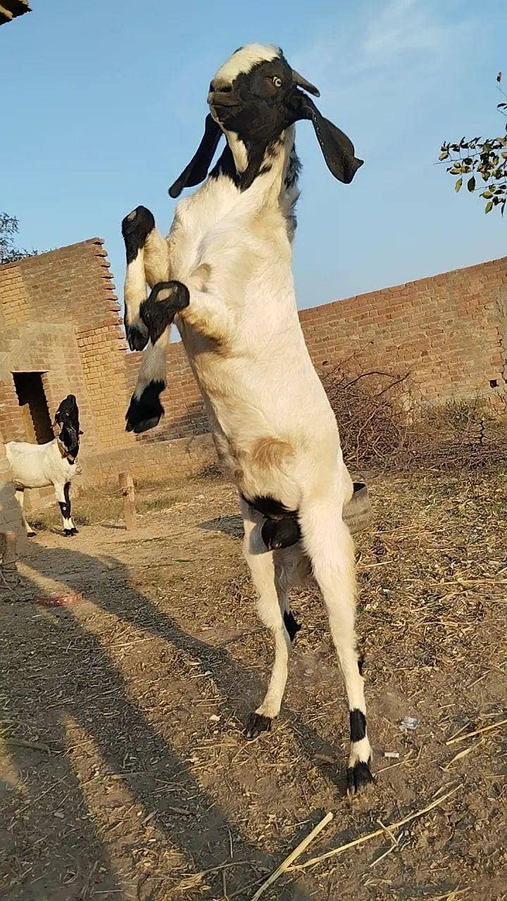 عید الاضحیٰ کے لئے خوبصورت صحت مند بکرا برائے فروخت 0