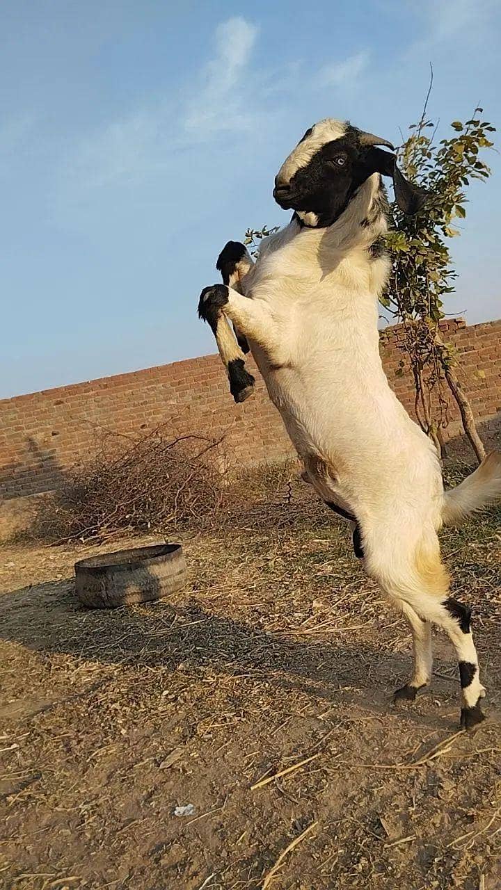عید الاضحیٰ کے لئے خوبصورت صحت مند بکرا برائے فروخت 1