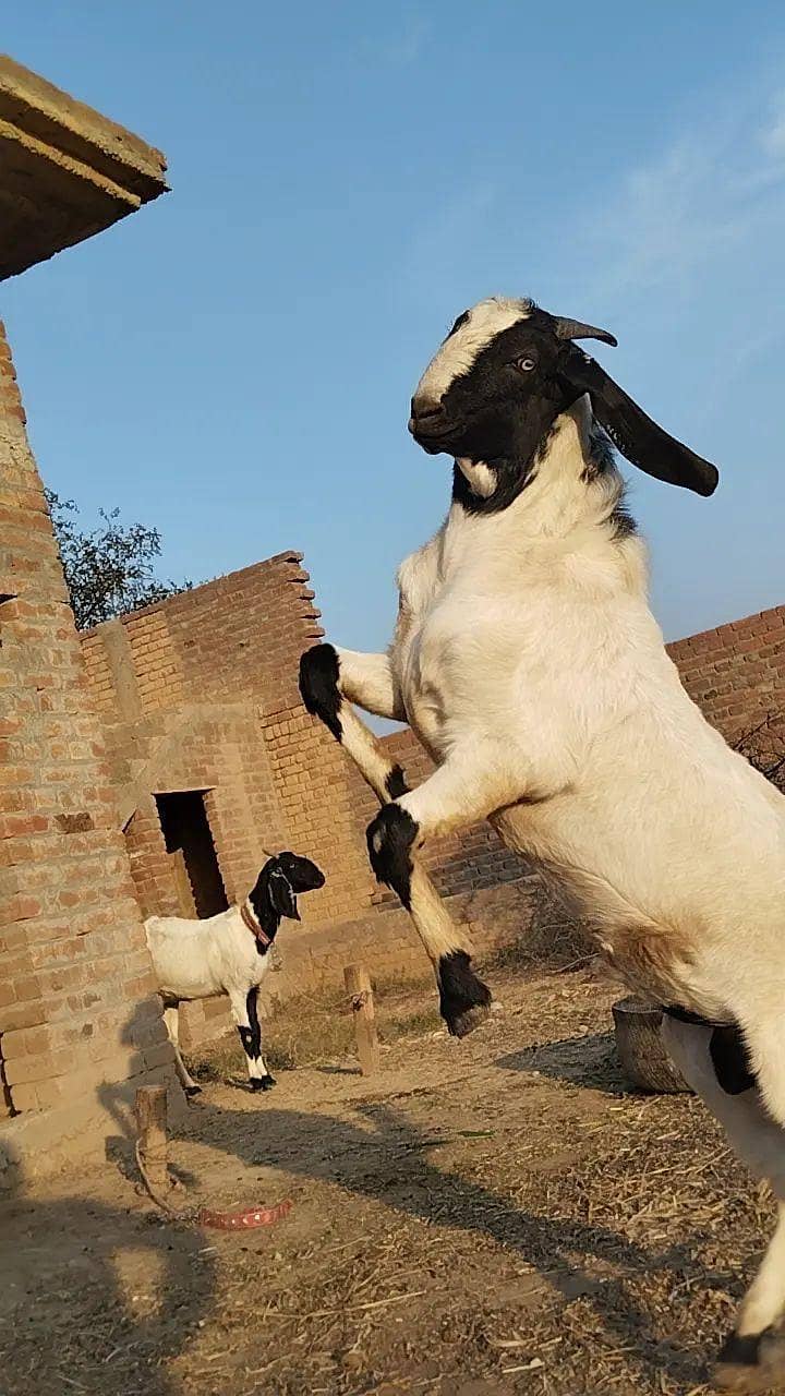 عید الاضحیٰ کے لئے خوبصورت صحت مند بکرا برائے فروخت 2