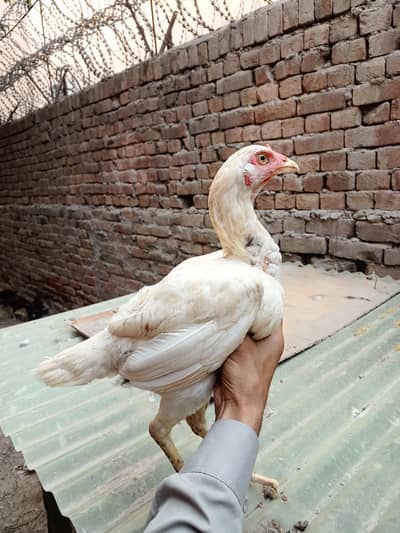 اعلیٰ کوالٹی اصیل مادیاں برائے فروخت