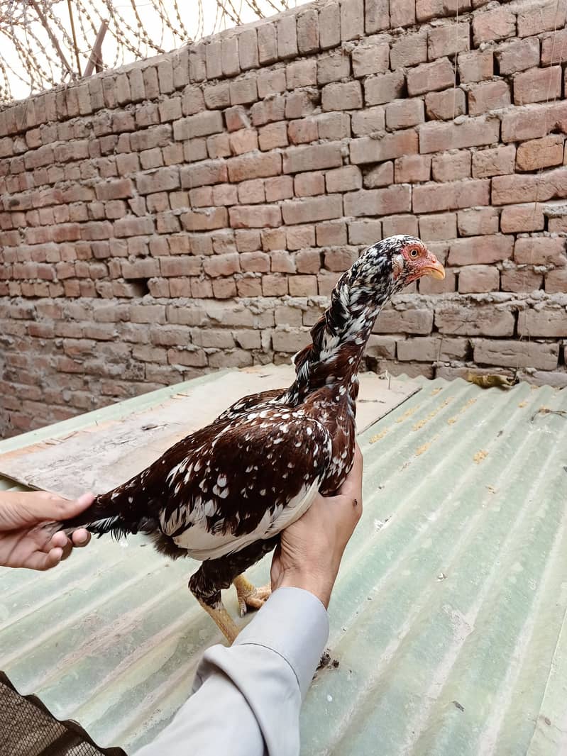 اعلیٰ کوالٹی اصیل مادیاں برائے فروخت 2