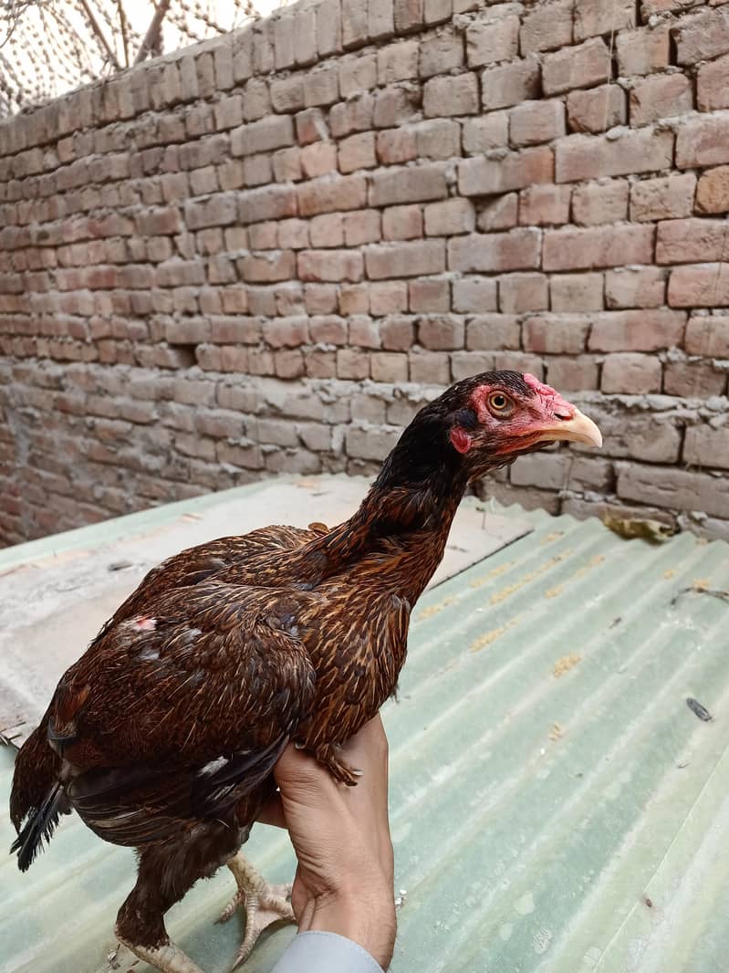 اعلیٰ کوالٹی اصیل مادیاں برائے فروخت 3