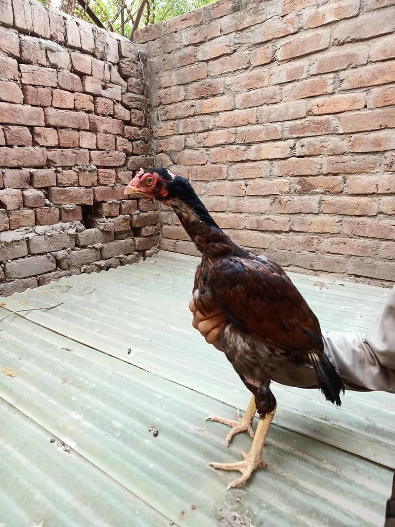 اعلیٰ کوالٹی اصیل مادیاں برائے فروخت 4