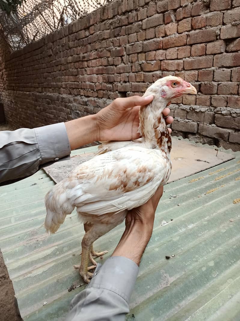 اعلیٰ کوالٹی اصیل مادیاں برائے فروخت 6