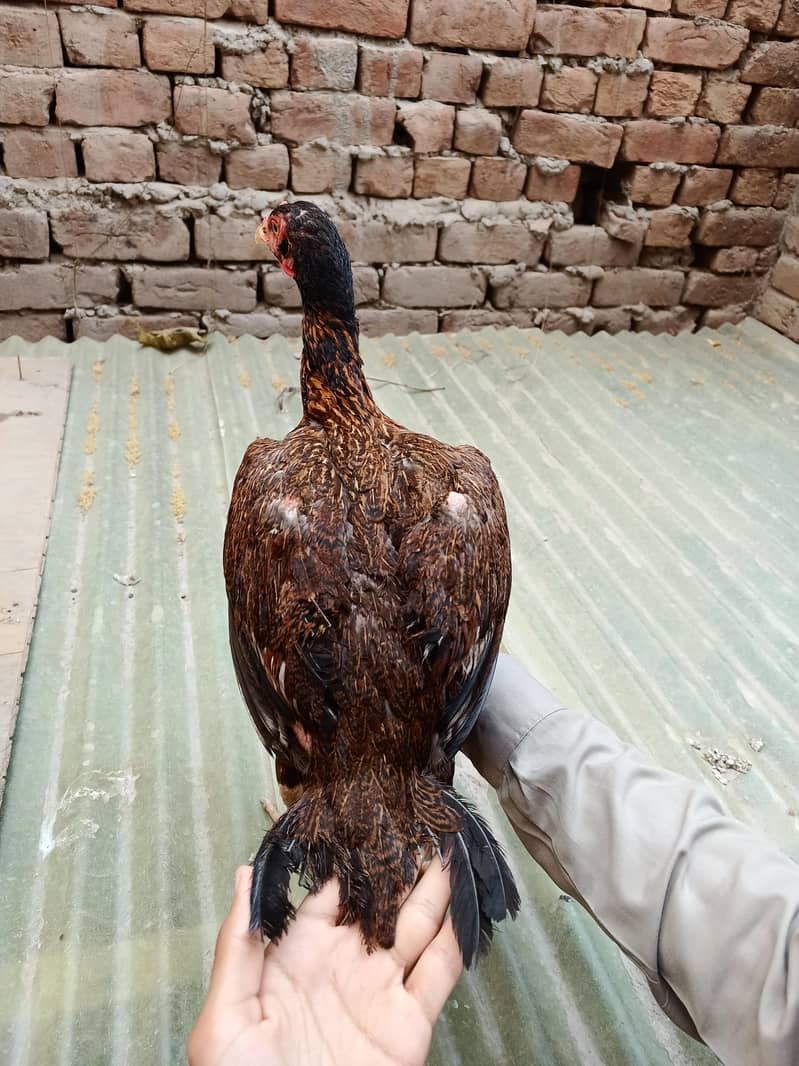 اعلیٰ کوالٹی اصیل مادیاں برائے فروخت 12