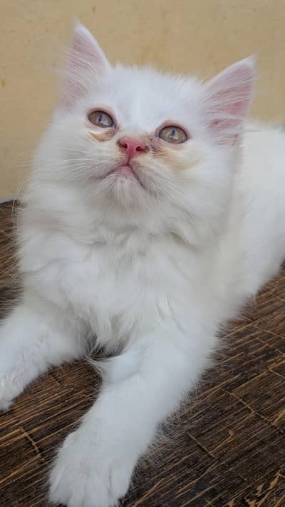 Persian kitten Female