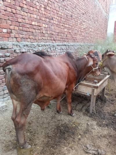 Red Calf.