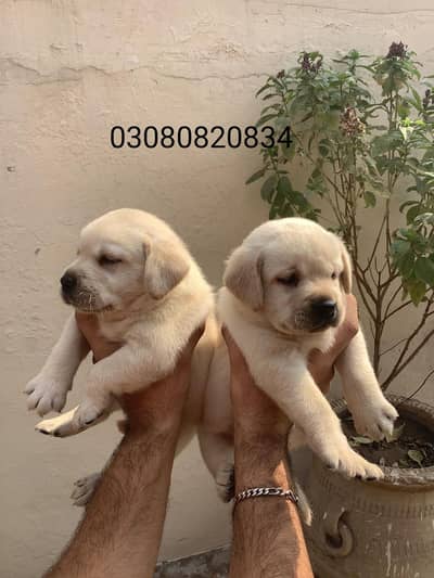 British Labrador male  puppy  available  030/808/208/34