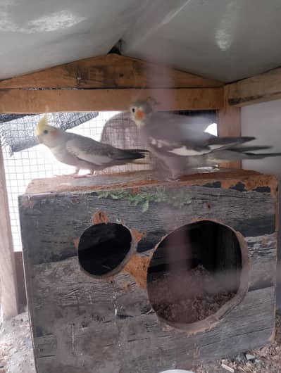 Breeder pair