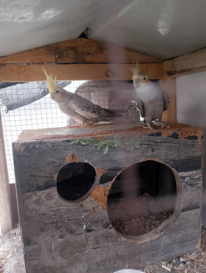 Breeder pair 1
