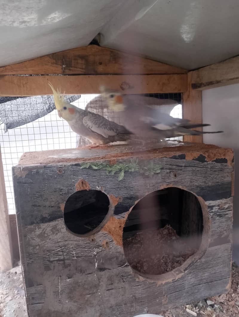 Breeder pair 2