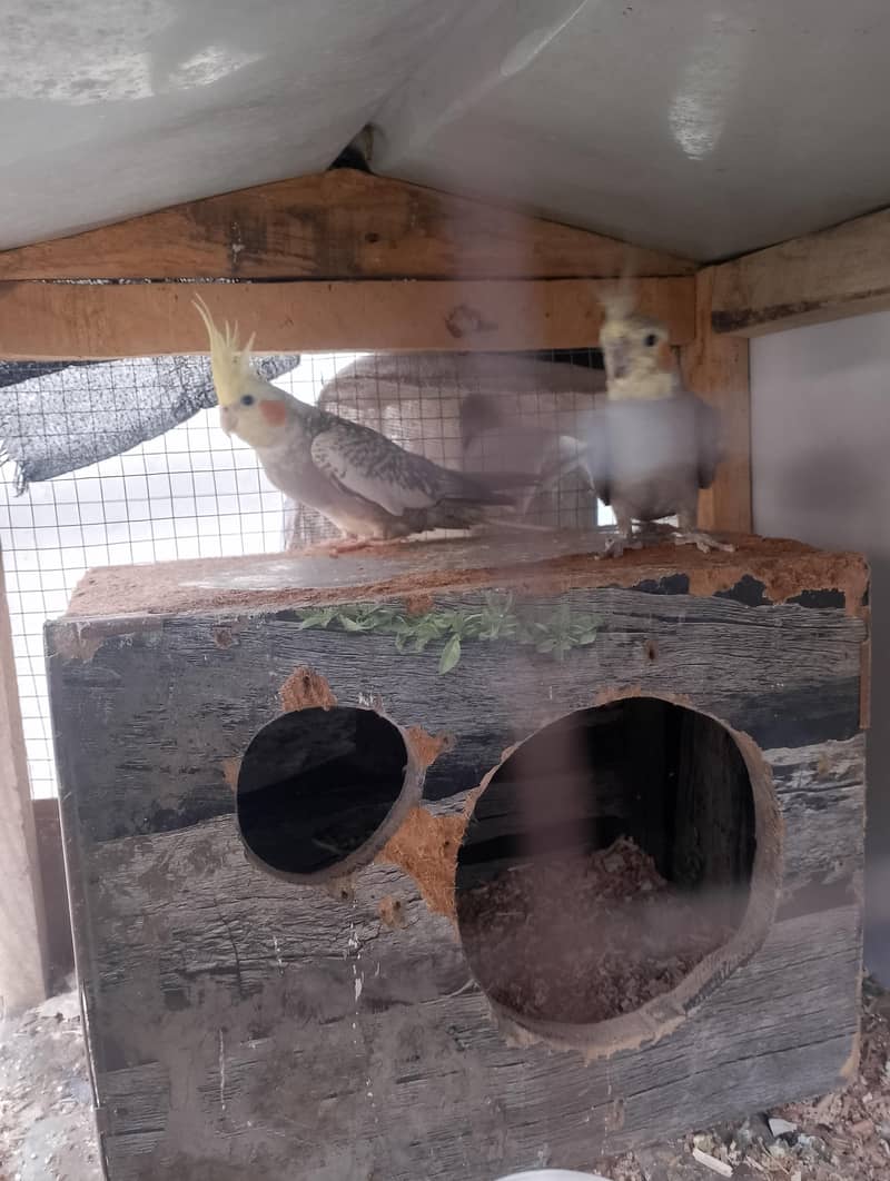 Breeder pair 3