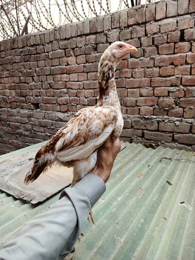 بہترین نسل میں اصیل مرغیاں برائے فروخت