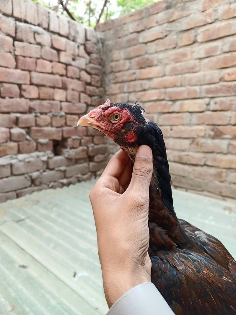 بہترین نسل میں اصیل مرغیاں برائے فروخت 0