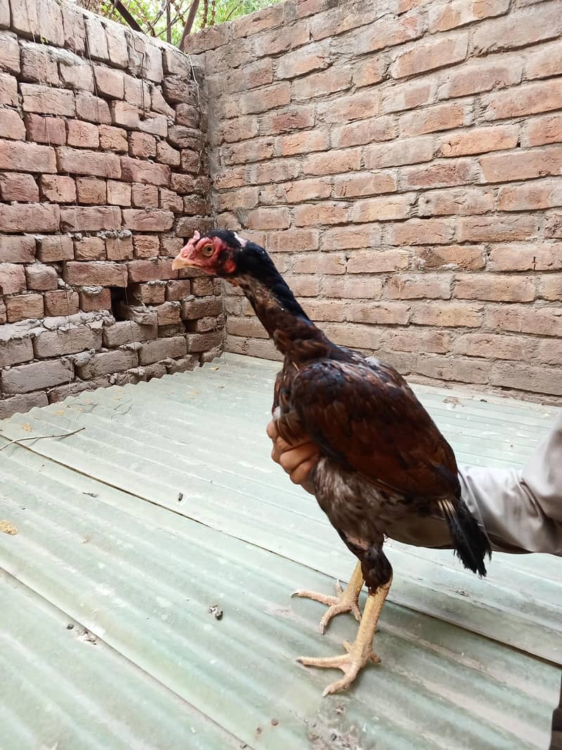 بہترین نسل میں اصیل مرغیاں برائے فروخت 6