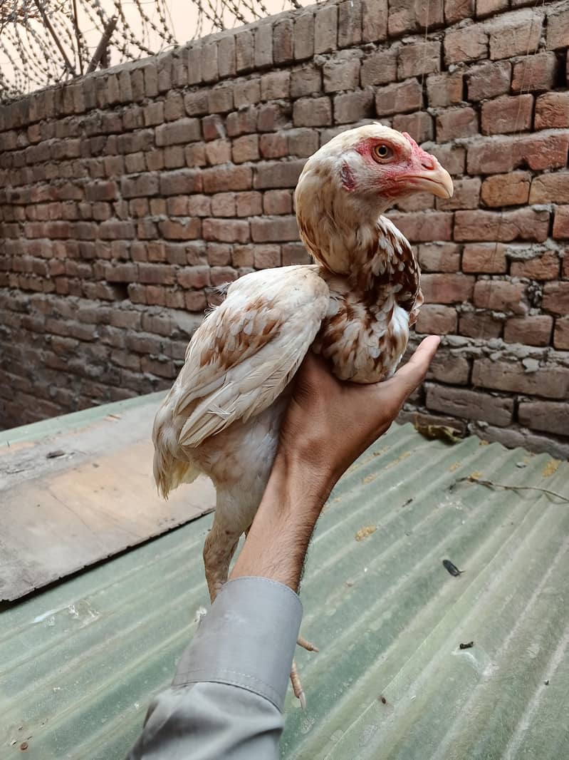 بہترین نسل میں اصیل مرغیاں برائے فروخت 7