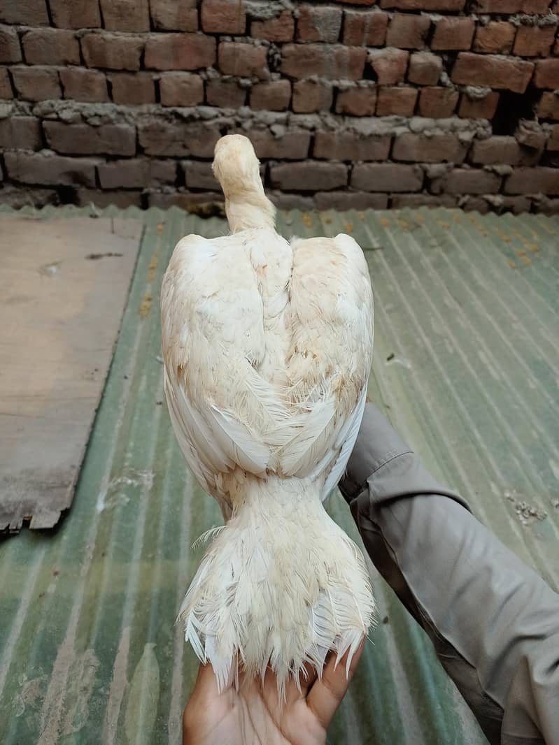 بہترین نسل میں اصیل مرغیاں برائے فروخت 10