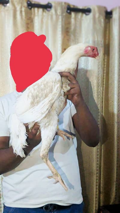 WHITE O SHAMO FEMALE