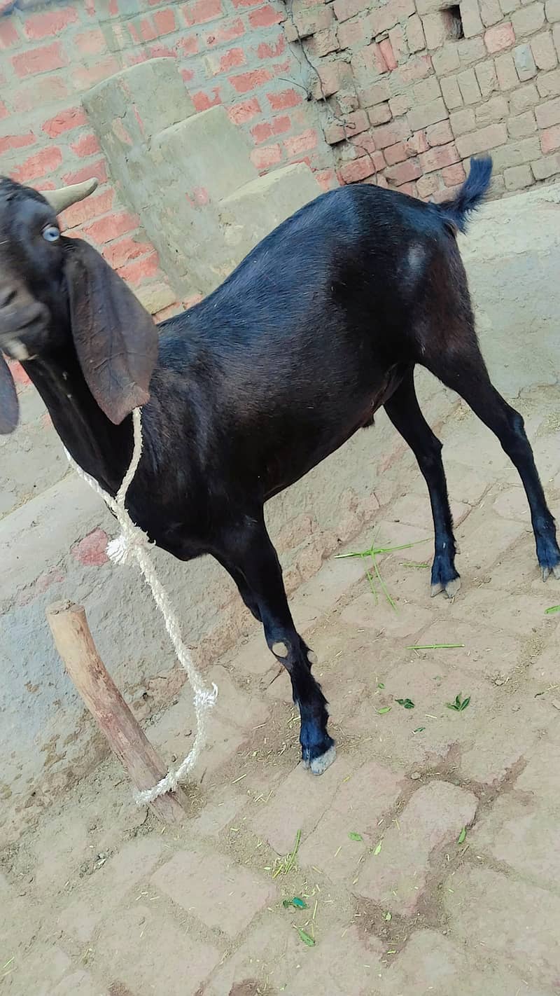 قربانی کا خوبصورت بکرا برائے فروخت 1