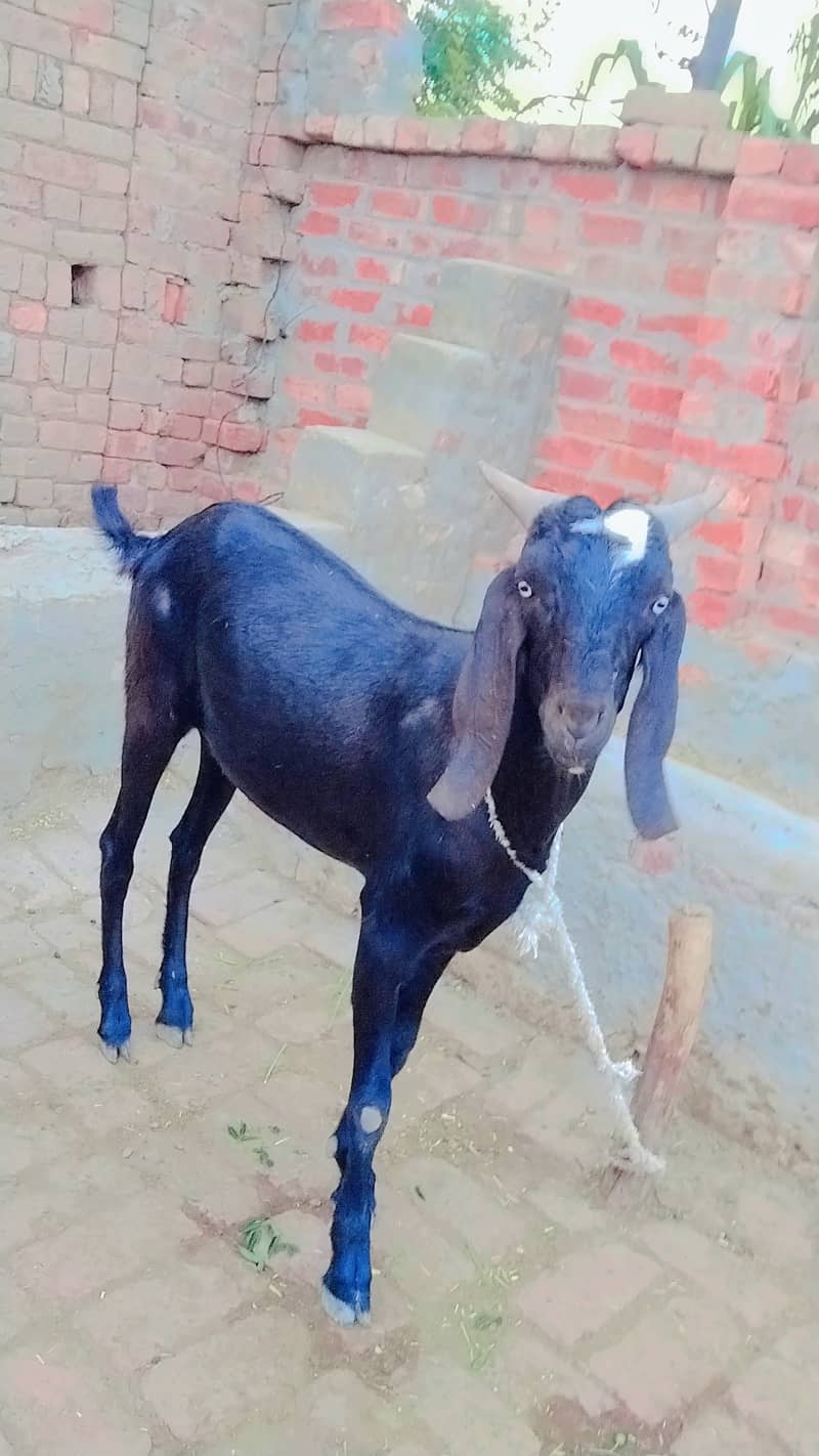 قربانی کا خوبصورت بکرا برائے فروخت 3