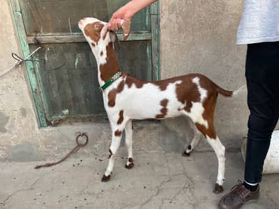 Ablak Qurbani goat for sale