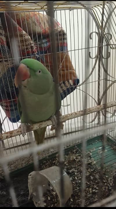Raw parrot