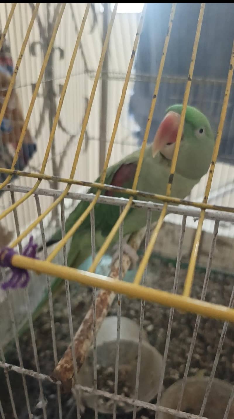 Raw parrot 1