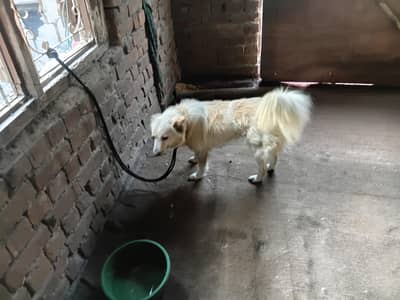 russian dog