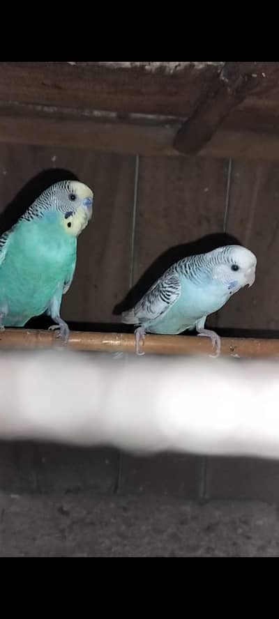 Mashallah active and healthy budjie parrots and love bird