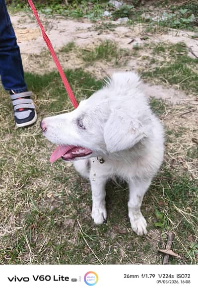 Russian dog Male pure white for sale