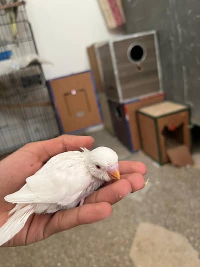 Handfeed Cocktail Chicks + Near To Self Australian Budgies Handtamed