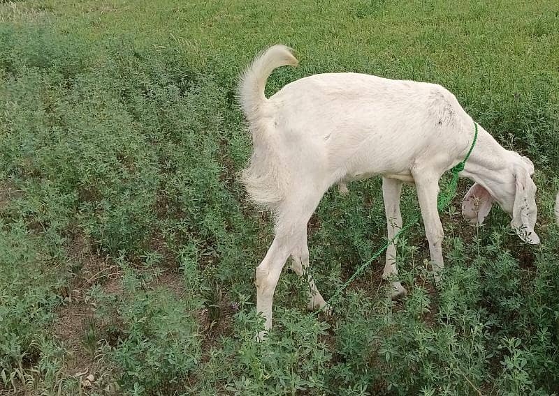 بكر ا سیل 1