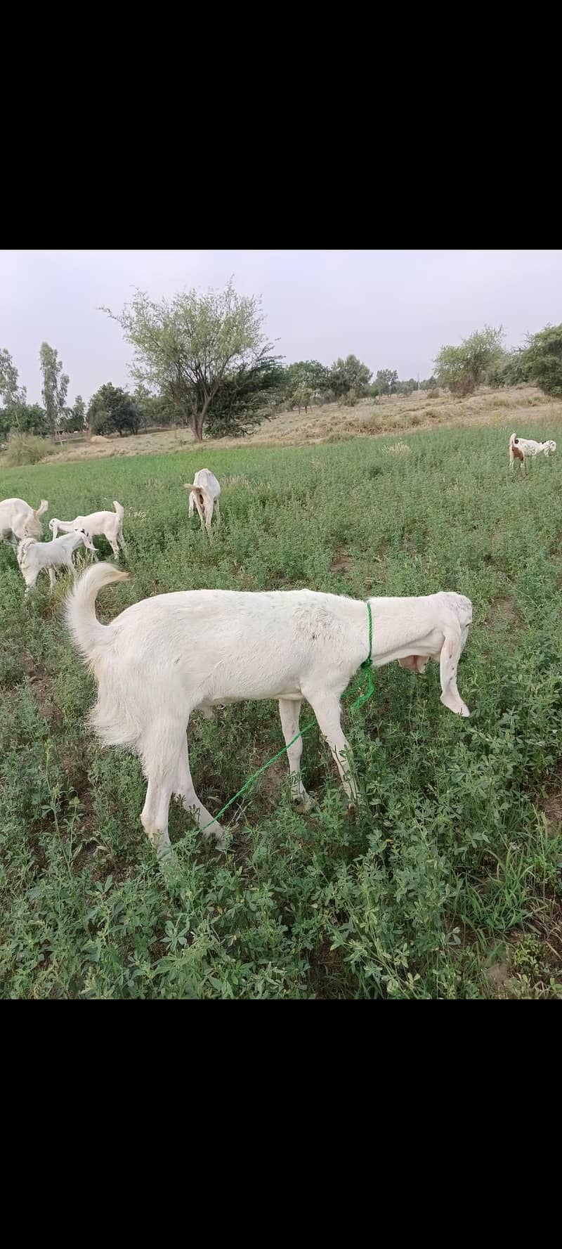 بكر ا سیل 3