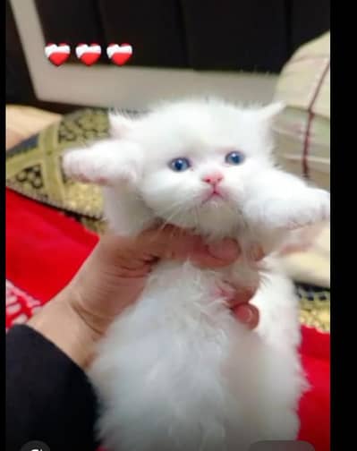 Persian kitten and cat available for sale