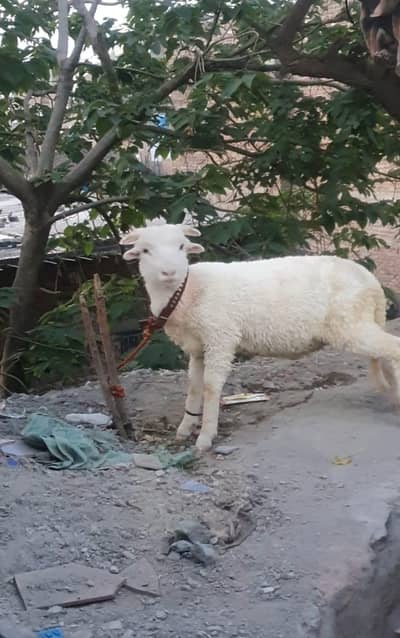 sheep