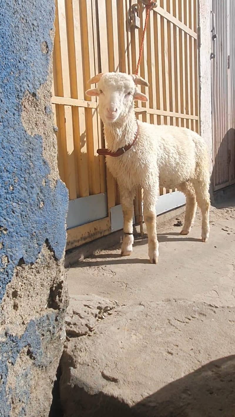 sheep 1