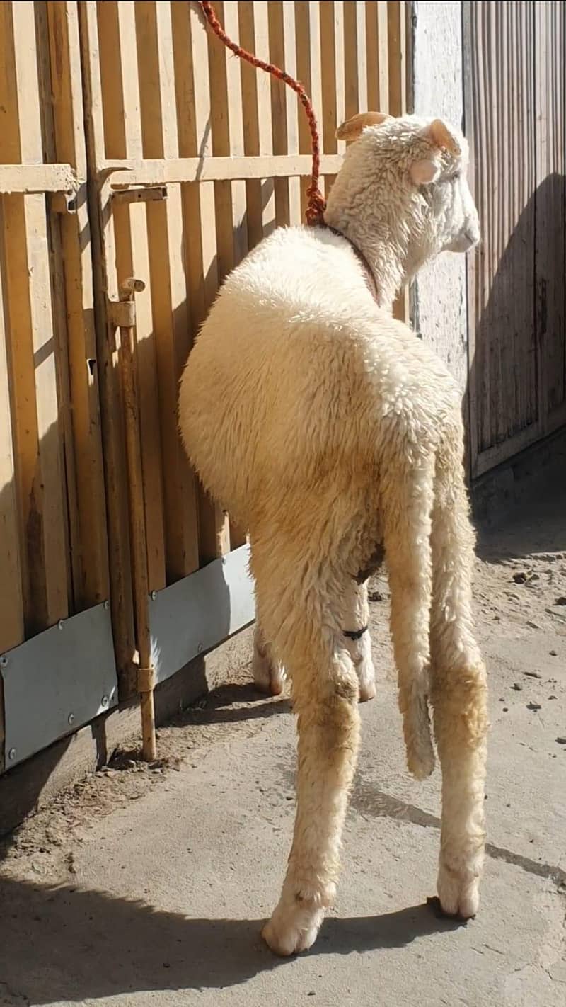 sheep 2