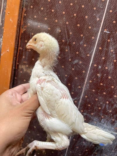 Heera aseel chicks