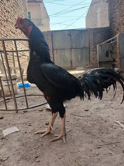 Aseel ladani bacha   BADSHA