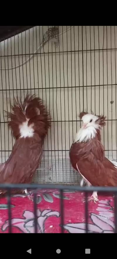 jacobin pair for sale