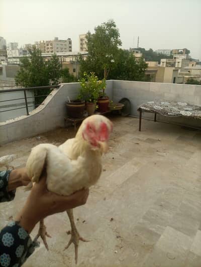aseel shamo for salee