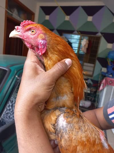 peela aseel murgha for sale age 1 saal . . heera +peela bread