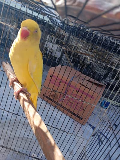 yellow ringnack yound ready to bread female