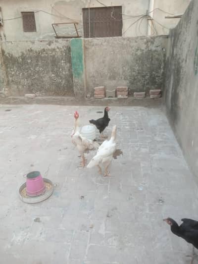 shamo breeder pair