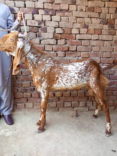 Bkra for sale Qurbani k liy janwar available hy