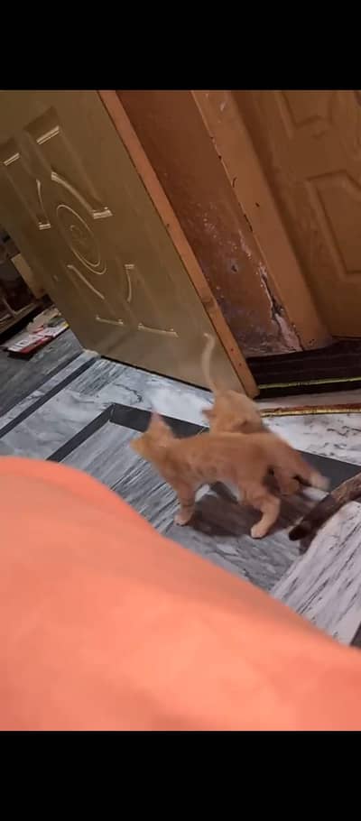MOTHER 4 MALE 1 FEMALE KITTEN