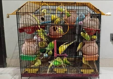 Budgie Parrots